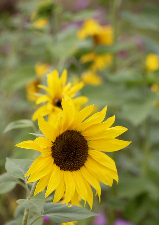 Sonnenblumen (Sababurg – Deutschland, 08/2019)