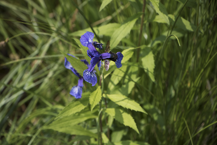 Hide that Bee (Göttingen – Deutschland, 05/2018)