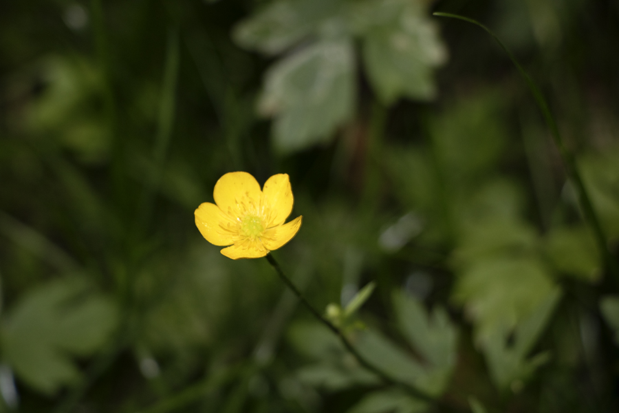 Butterblümchen (Göttingen – Deutschland, 05/2018)