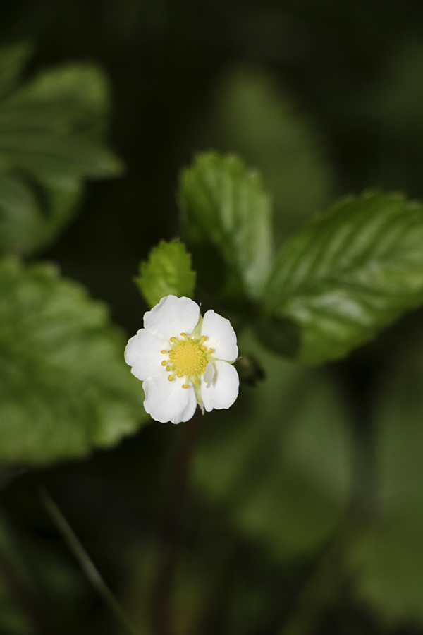 Erdbeerblüte (Göttingen – Deutschland, 05/2018)