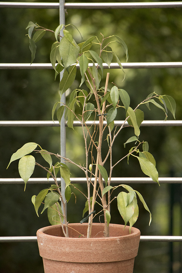 Trauriger Ficus (Göttingen – Deutschland, 05/2018)