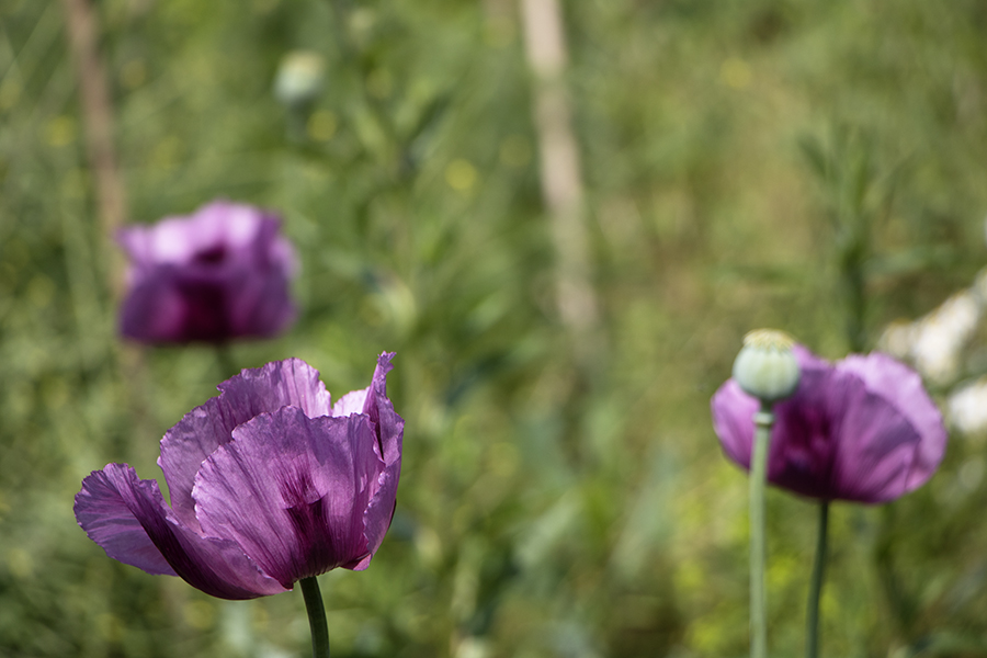 Sleepy Poppy (Göttingen – Deutschland, 05/2018)