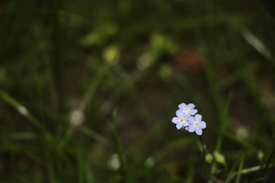 Forgetmenot (Göttingen – Deutschland, 05/2018)