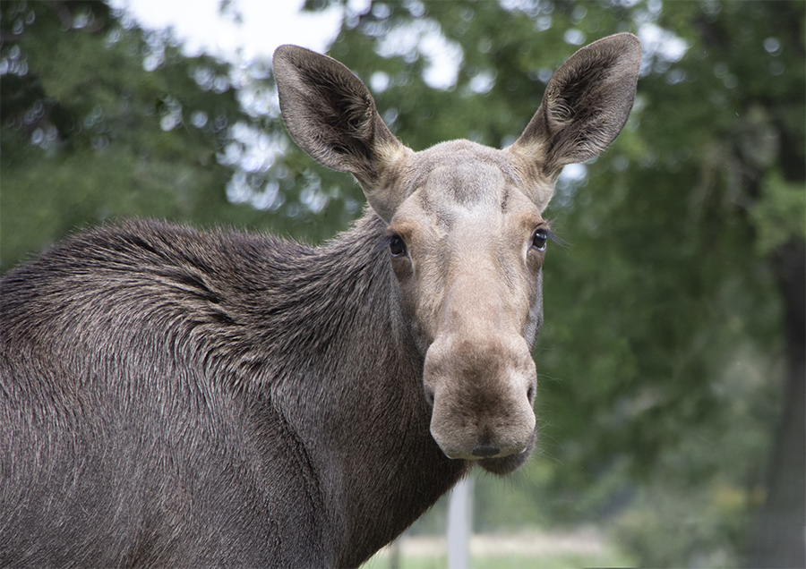 Gotcha (Sababurg – Deutschland, 08/2019)