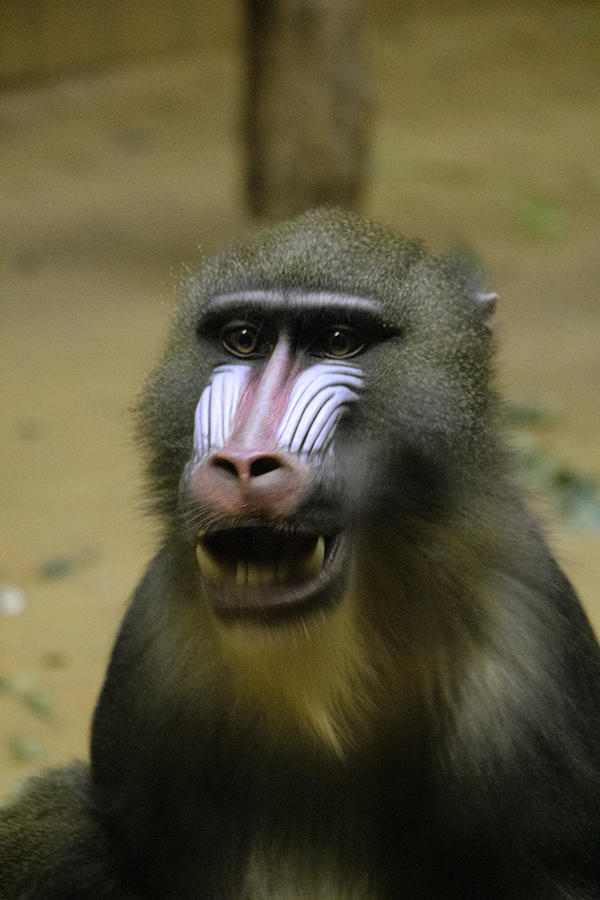 Mandrill (Berlin – Deutschland, 11/2018)